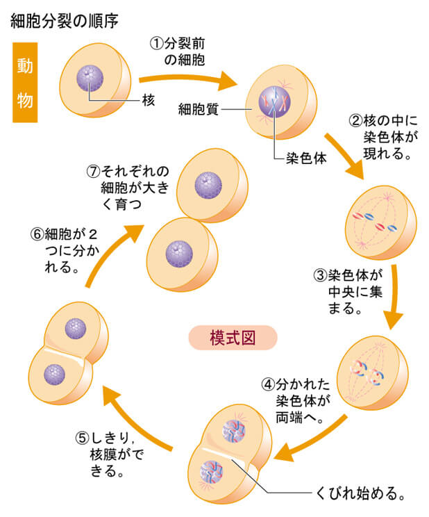 動物の体細胞分裂