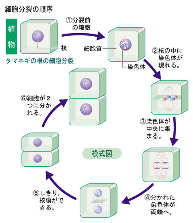 植物の体細胞分裂