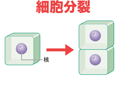 植物の体細胞分裂のようす