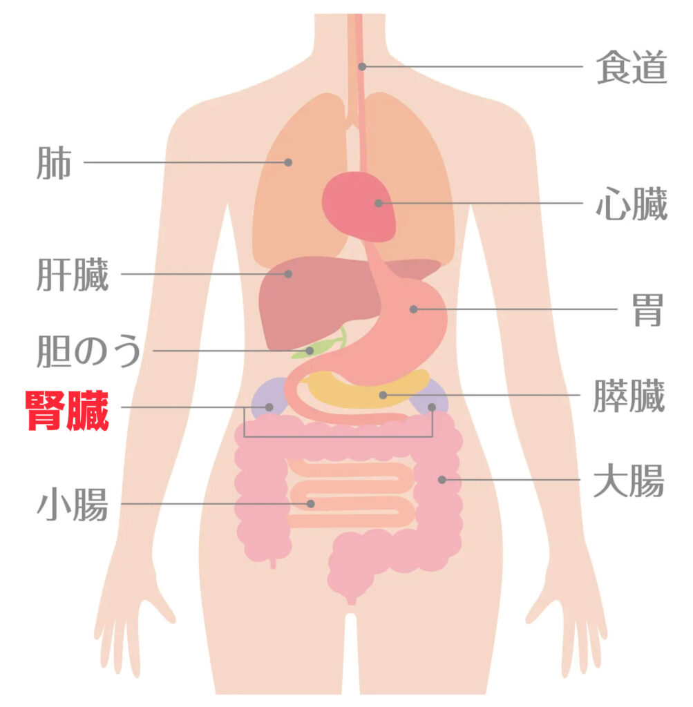 腎臓の場所