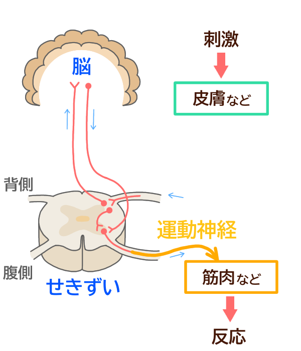 運動神経