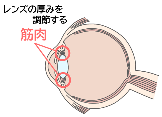 レンズの調節