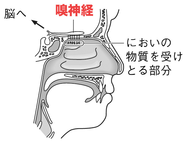 嗅神経