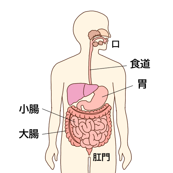 消化管