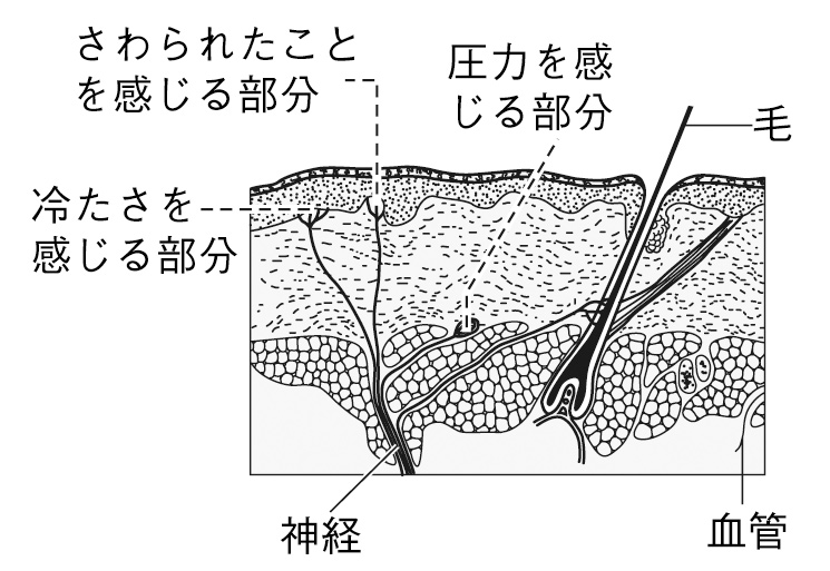 皮膚のつくりとはたらき