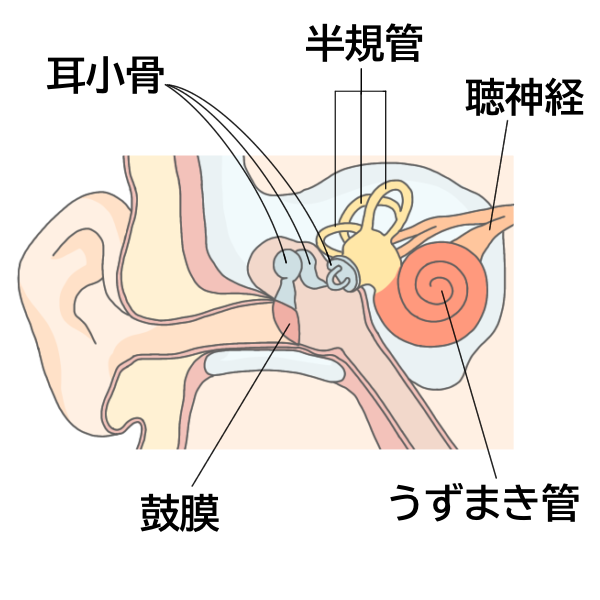耳のつくり