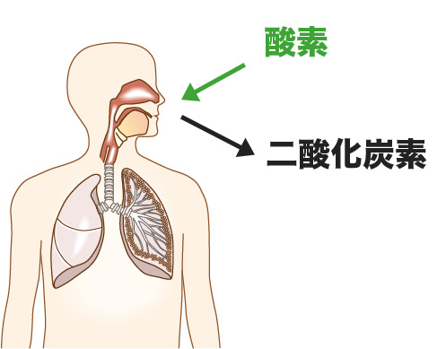 肺での呼吸