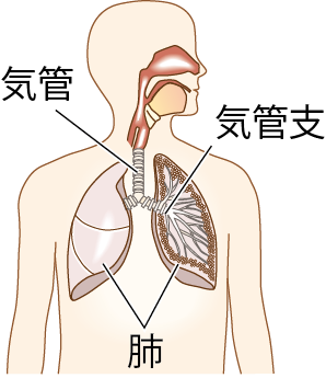 肺のつくり