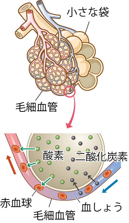 肺胞と毛細血管