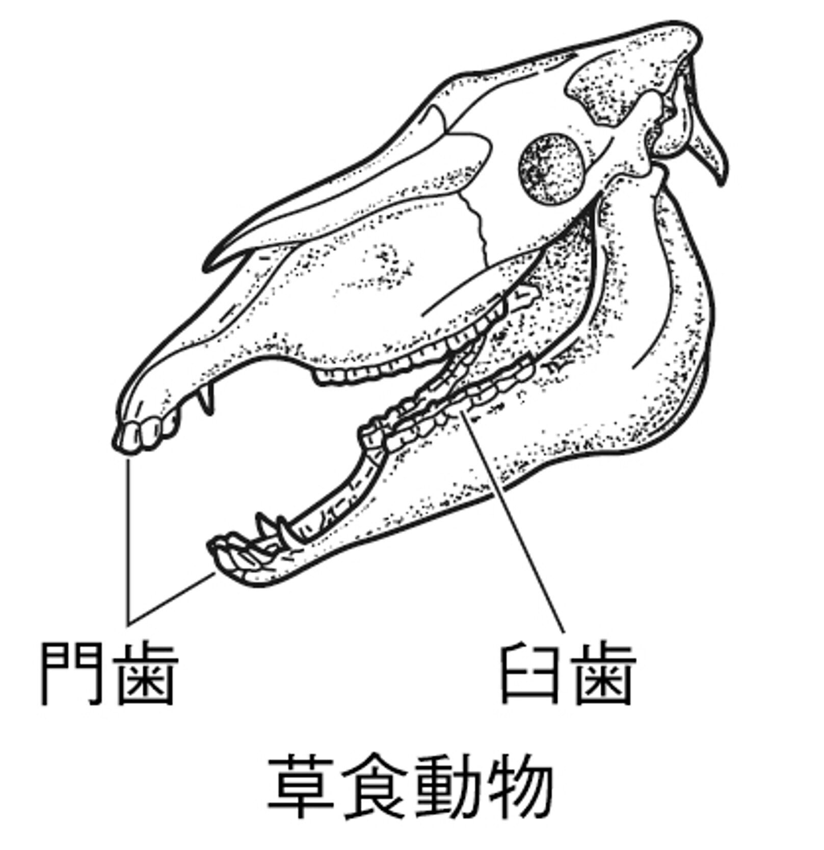 【中学理科】肉食動物と草食動物の体のつくり【歯のつくり・目のつきかた】