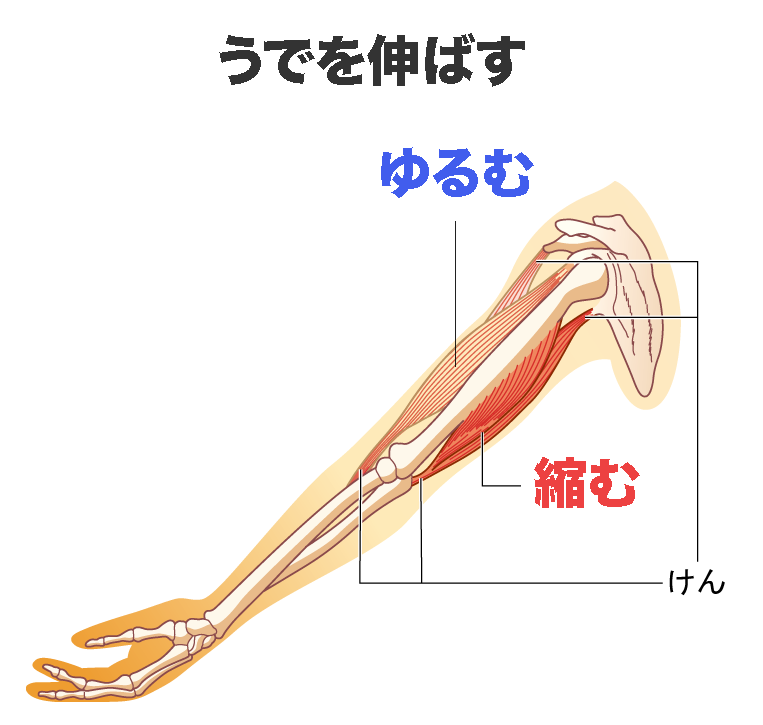 うでを伸ばす