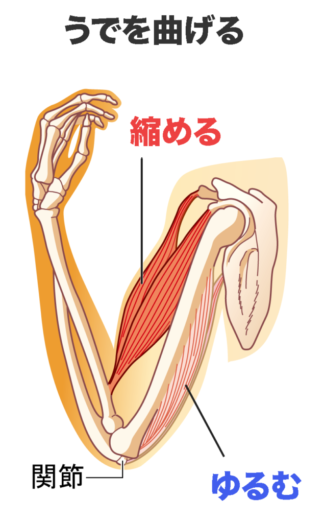 うでを曲げる