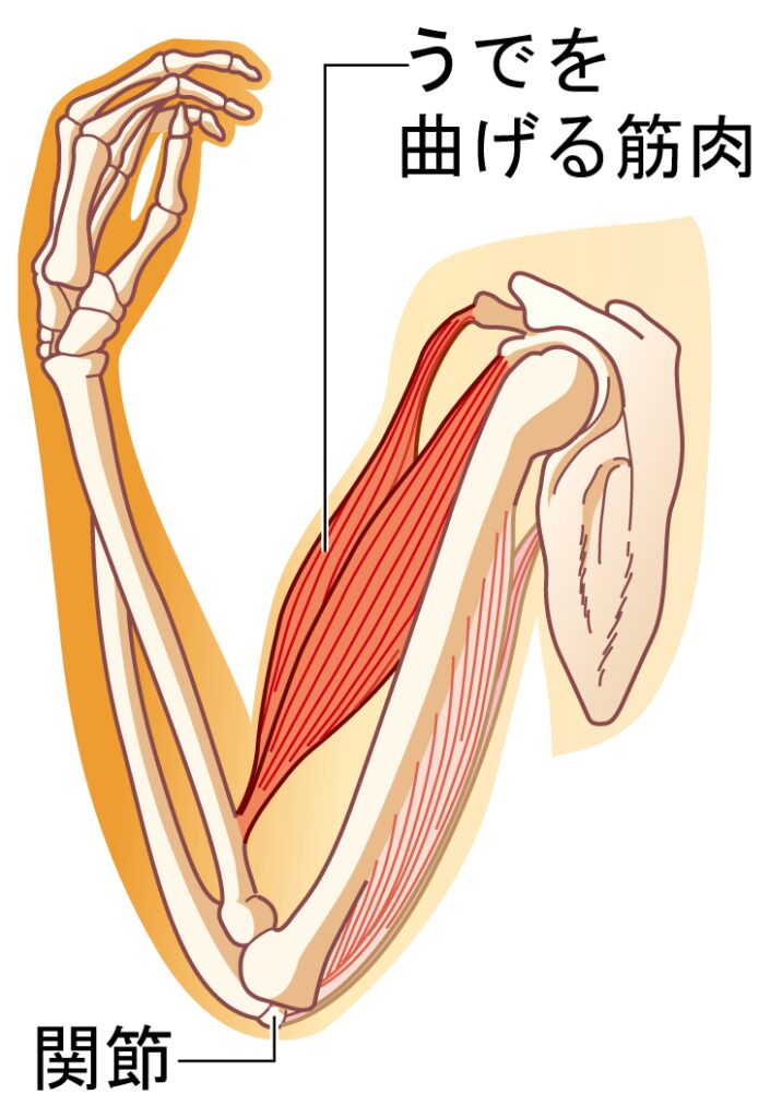 うでを曲げる筋肉