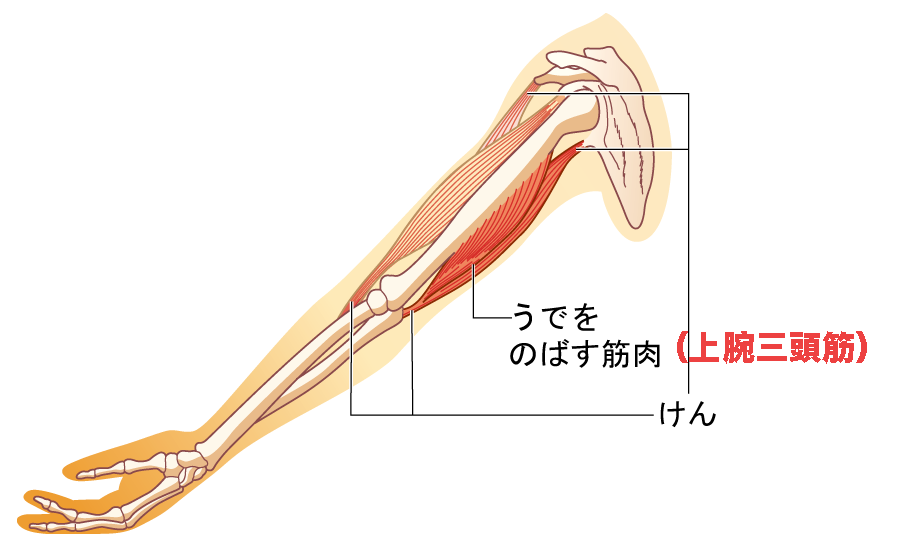 上腕三頭筋