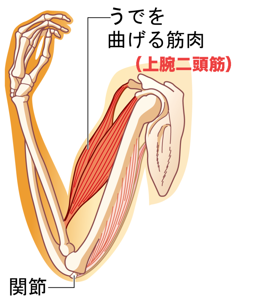 上腕二頭筋