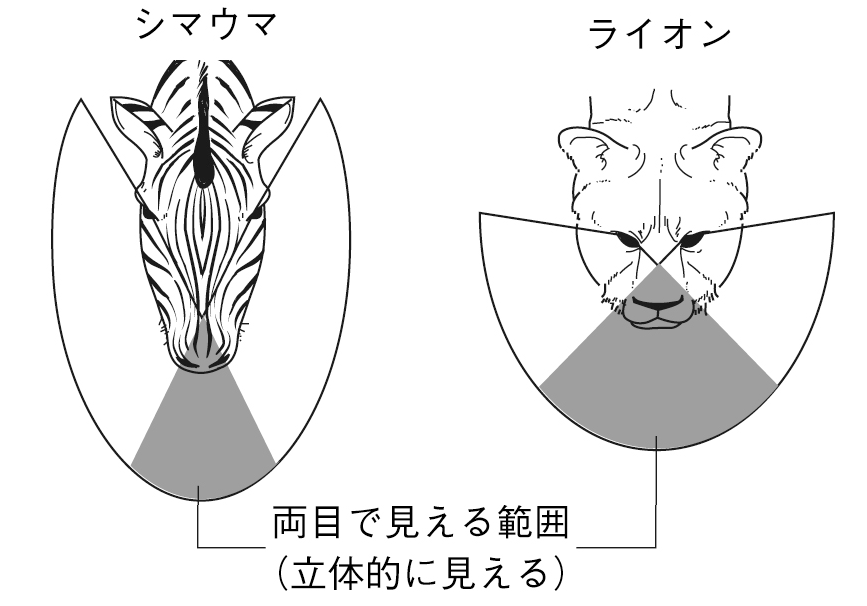 肉食と草食の目のつき方2