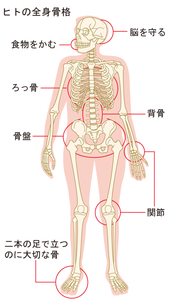 骨格