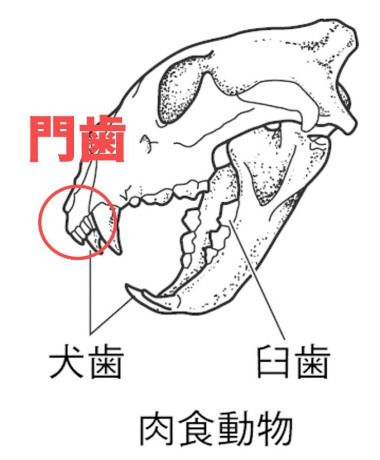 【中学理科】肉食動物と草食動物の体のつくり【歯のつくり・目のつきかた】