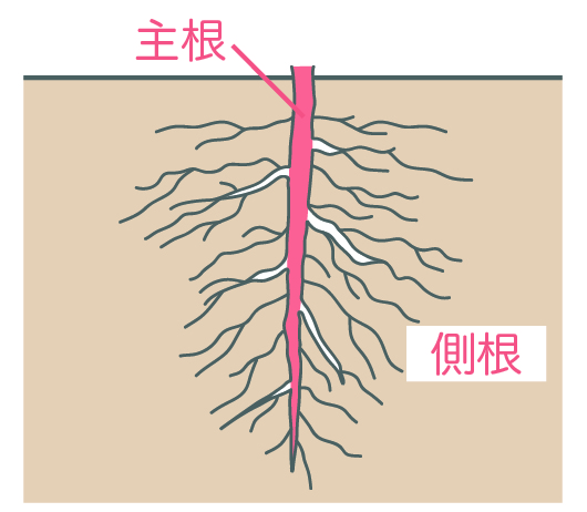 双子葉類の根