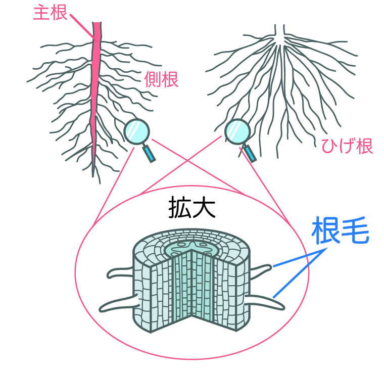 根毛