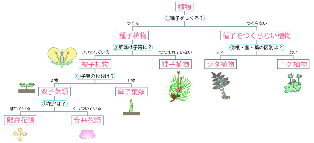 植物のなかま