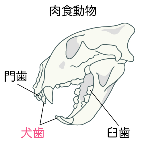 肉食の歯