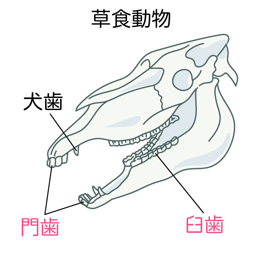 草食の歯