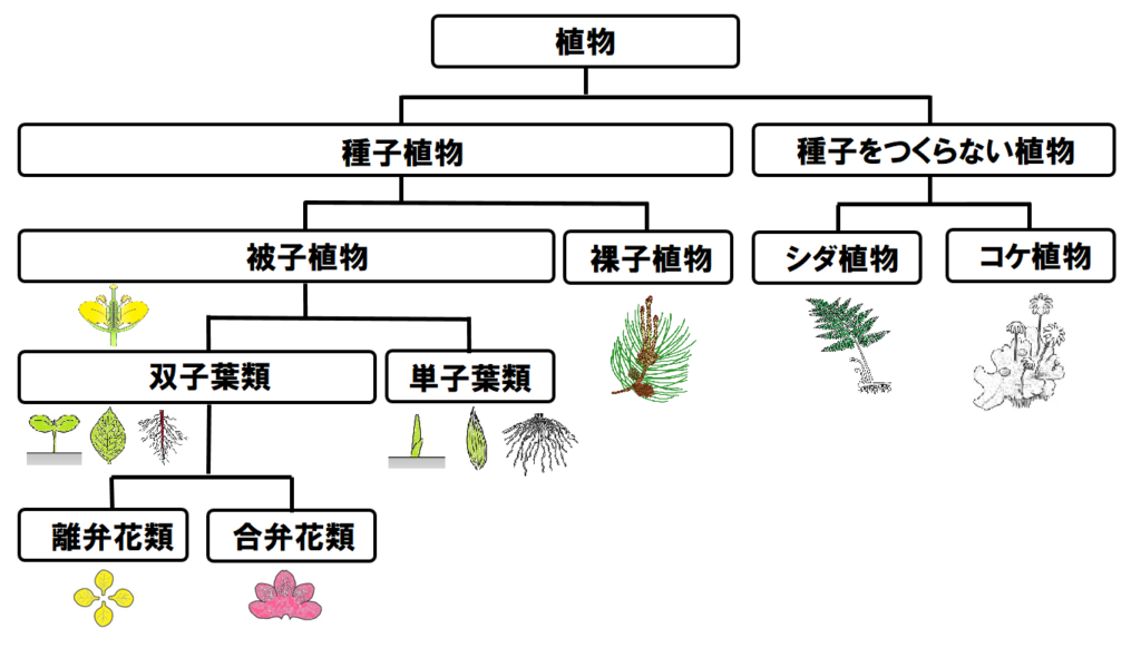 分類表