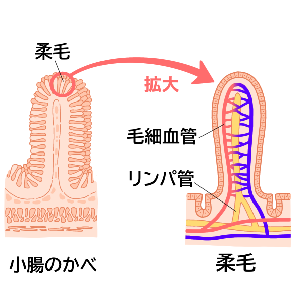 柔毛の毛細血管とリンパ管
