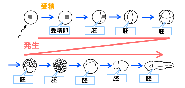 胚と発生の違い1