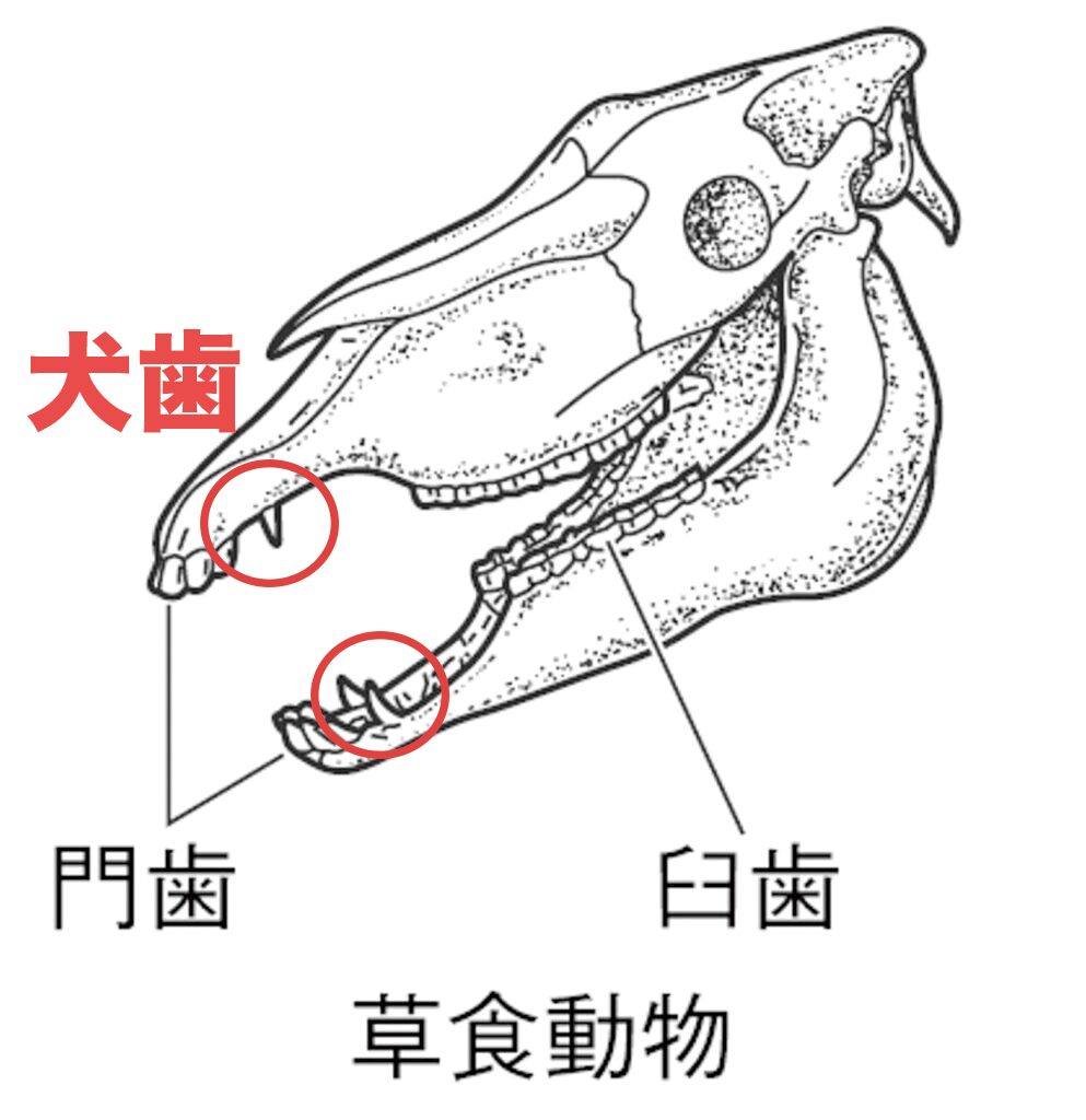 草食の犬歯